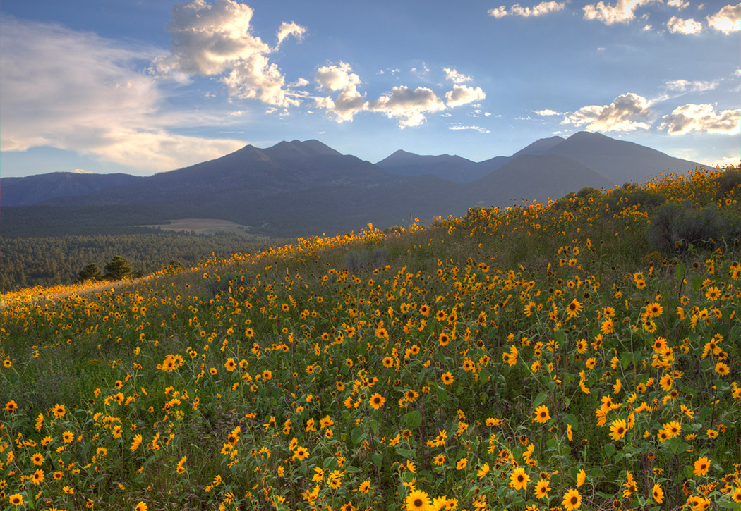 San Francisco Peaks with a field of sunflowers in the foreground