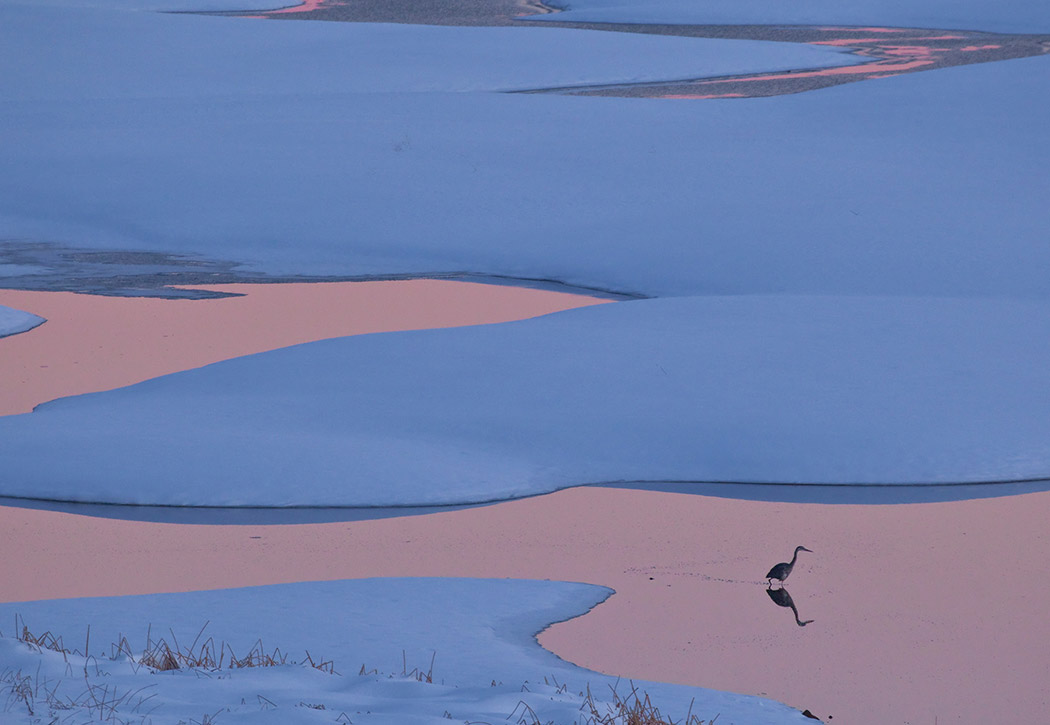 Great Blue Heron in water surrounded by snowy landscape